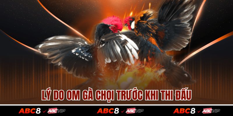 Lý do om gà chọi trước khi thi đấu