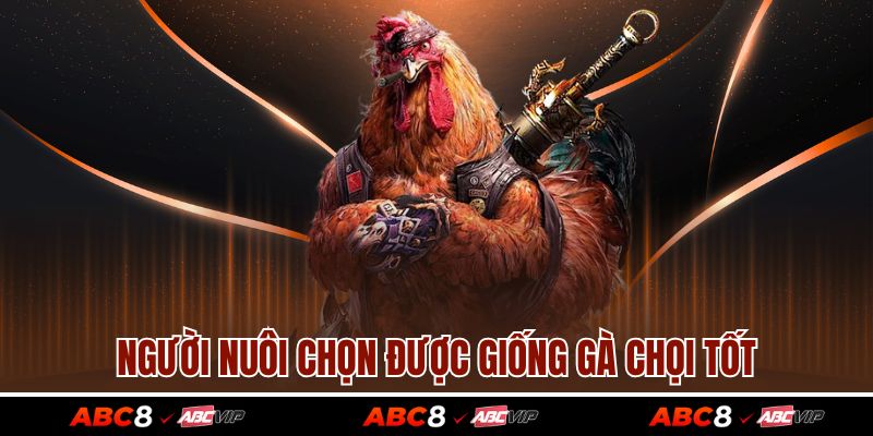 Người nuôi chọn được giống gà chọi tốt